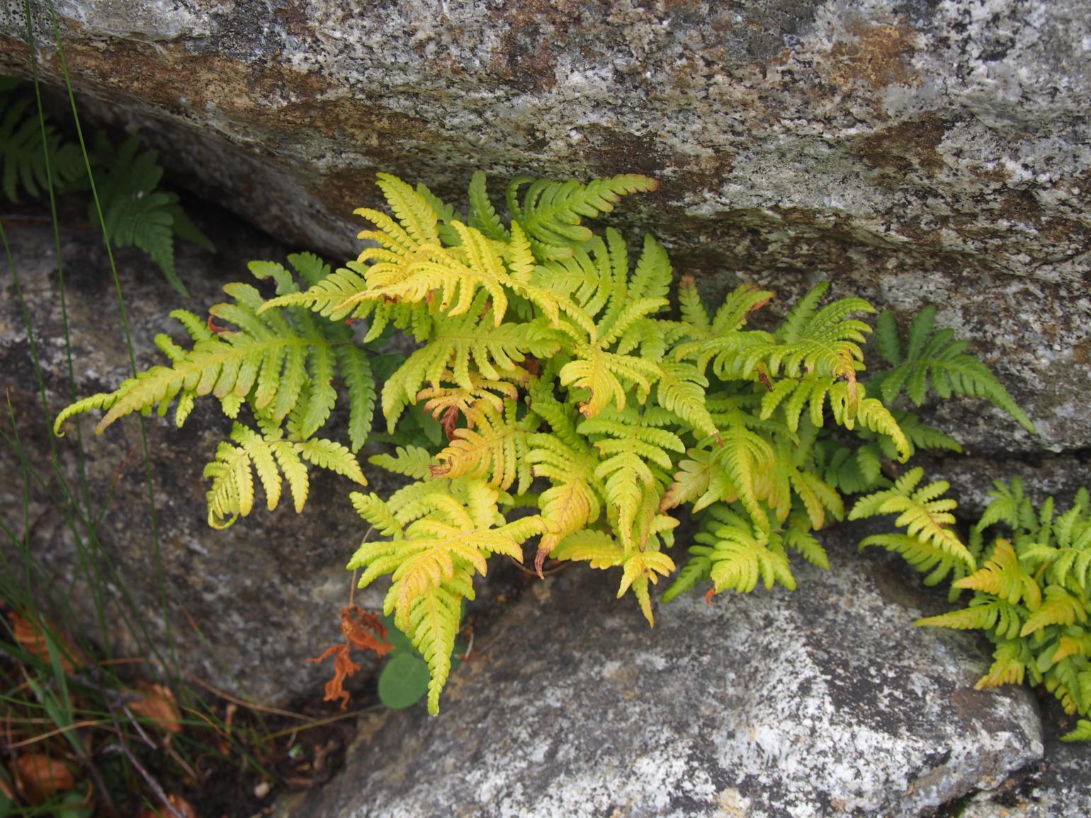 Fern, Beech